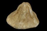 Bargain, Miocene Fossil Echinoid (Clypeaster) - Taza, Morocco #174360-2